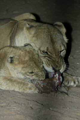 Night Lion Feed at Mt. Etjo