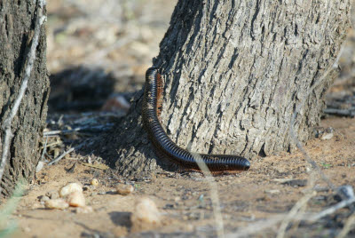 Giant Millipede