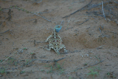 Ground Agama Lizard