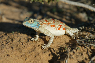 Ground Agama Lizard