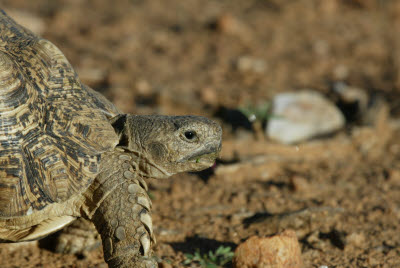 Desert Tortoise