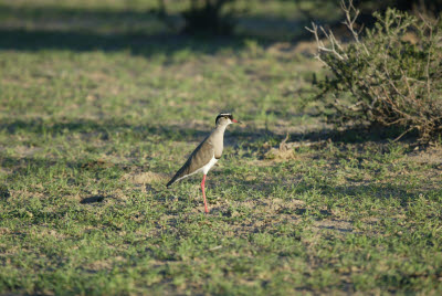 Crowned Plover of Namibia