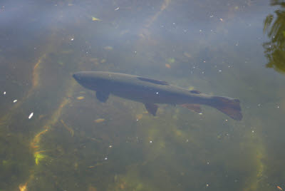 Fish at Whitney Fish Hatchery