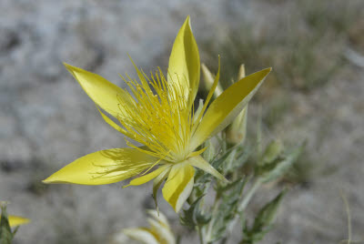 Flower at Hot Creek