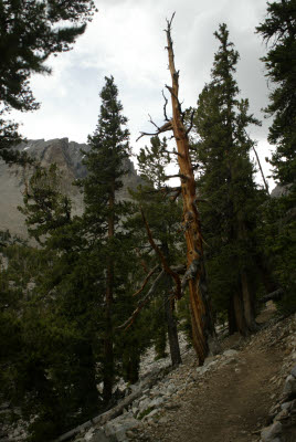 Trail to Glacier