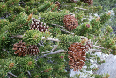 Pine Cones