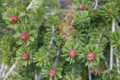 Flowering Pine Tree