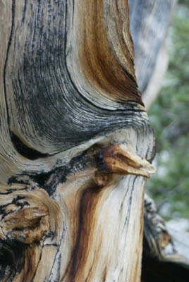 Bristlecone Pine