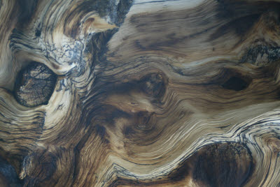 Bristlecone Pine