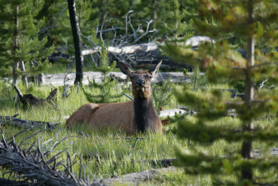 Yellowstone Elk