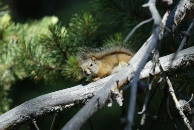 Squirrel in Yellowstone