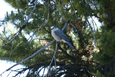 Bird in Yellowstone