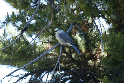 Bird in Yellowstone