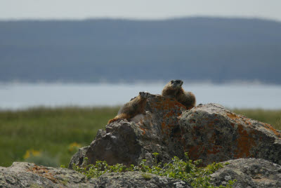 Yellow-Bellied Marmot in Yellowstone NP