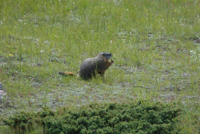 Marmot nibbles on a grass stem