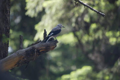 Bird in Yellowstone