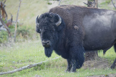 Bison of Yellowstone NP