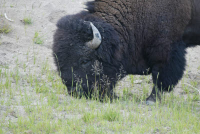 Bison grazing near the hot springs