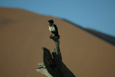 Pied Crow near Dune 45