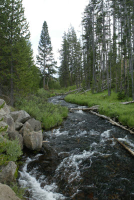 Sue at Creek in Yellowstone