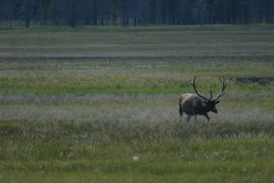 Yellowstone Elk