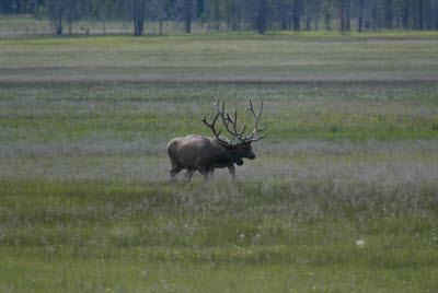 Yellowstone Elk