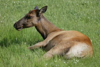 Yellowstone Elk