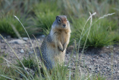 Gopher