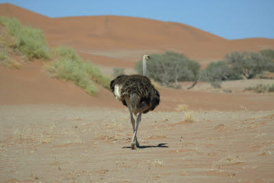 Ostrich at Sossusvlei