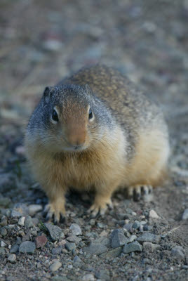 Gopher