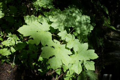 Forest Floor