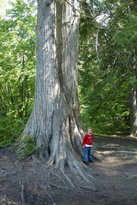 Emma and a Cedar