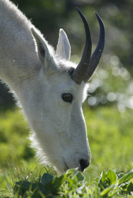 Mountain Goat at Glacier National Park