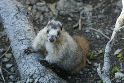 Marmot