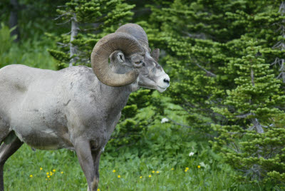 Big Horn Sheep