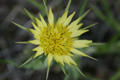 Glacier Wildflower