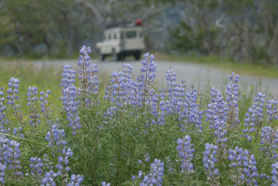 Wildflowers