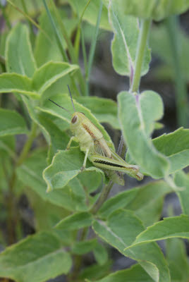 Grasshopper