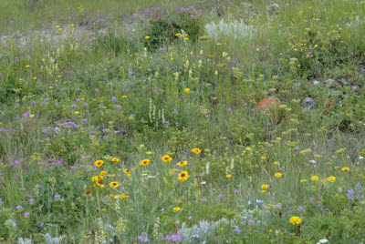 Wildflowers