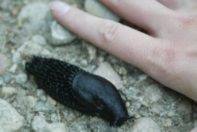 Giant Slug