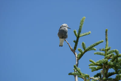 Bird at Crater Lake