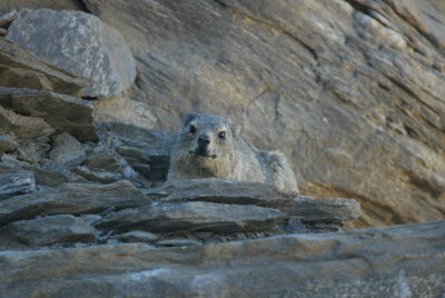 Rock Dassie gives us the evil eye