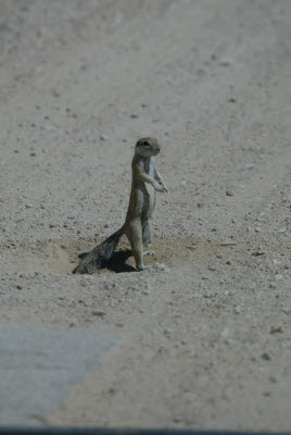 Namibian Squirrel