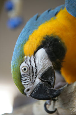 Macaw at Waikoloa Hilton