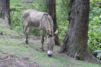 Donkey in Waipi'o Valley