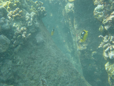 Fourspot Butterflyfish in Hawaii