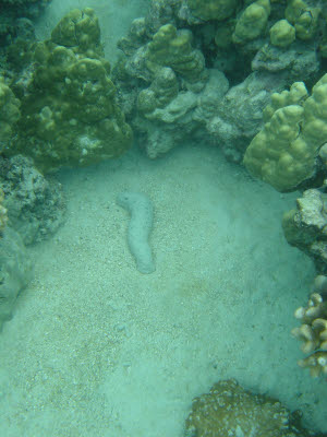 Sea Cucumber in Hawaii