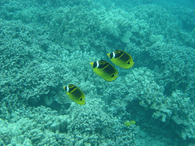 Racoon Butterflyfish in Hawaii