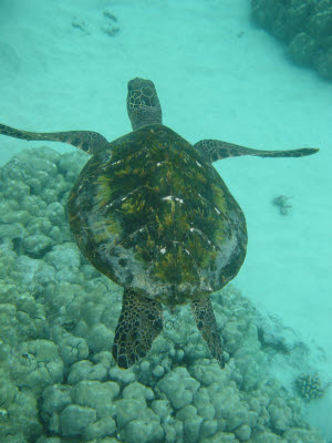 Green Sea Turtle Hawaii