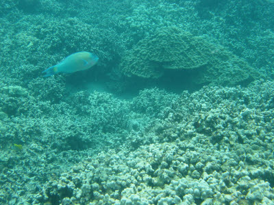 Redlipped Parrotfish